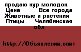 продаю кур молодок. › Цена ­ 320 - Все города Животные и растения » Птицы   . Челябинская обл.